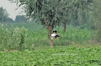 Lesser Florican Jumping